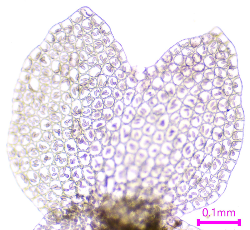 Nardia insecta